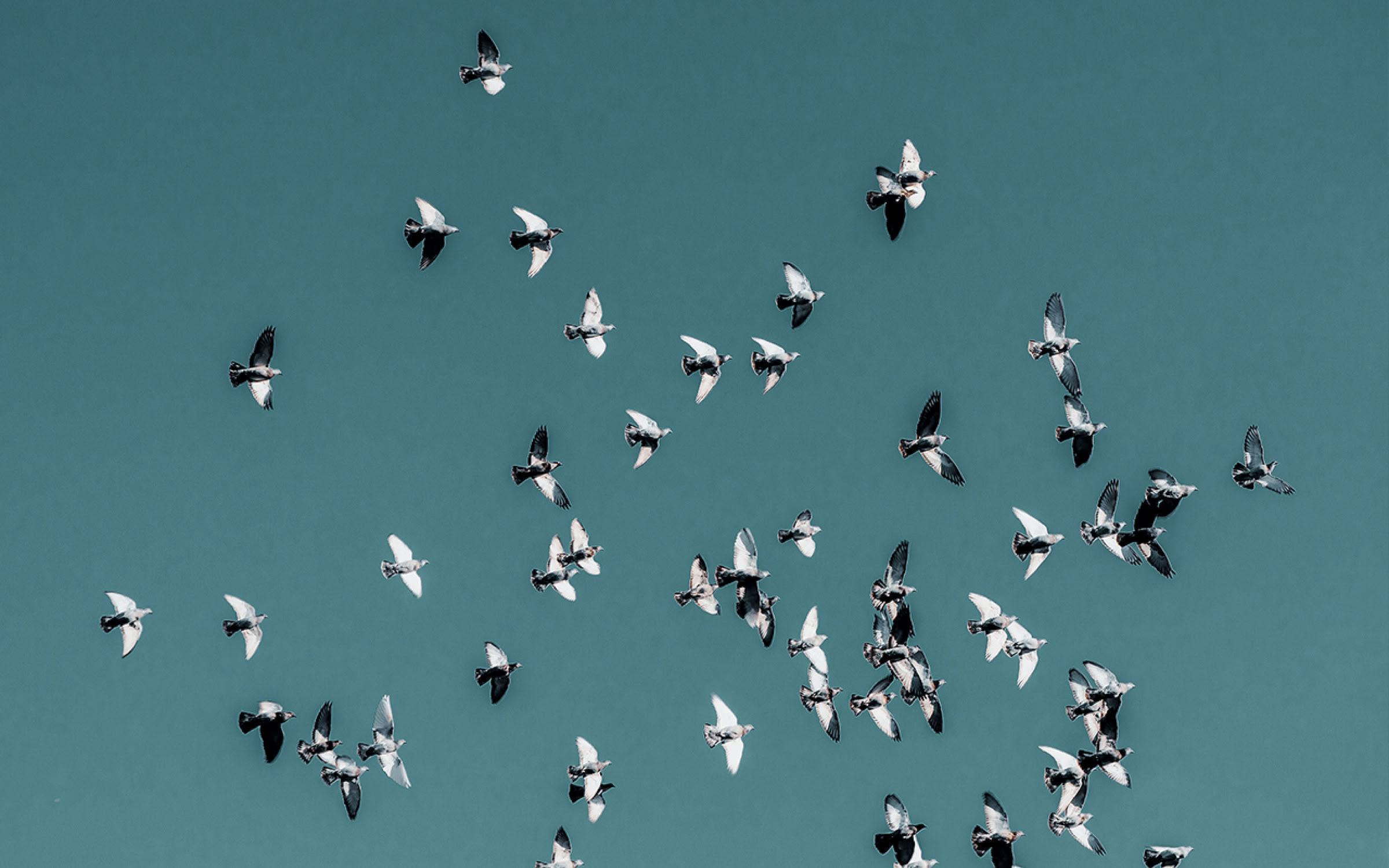 werbeagentur | design | kunst